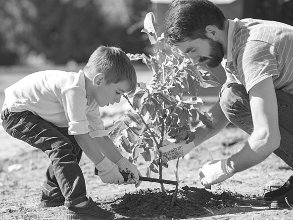 black and white photograph of a man and a young child planting a tree
